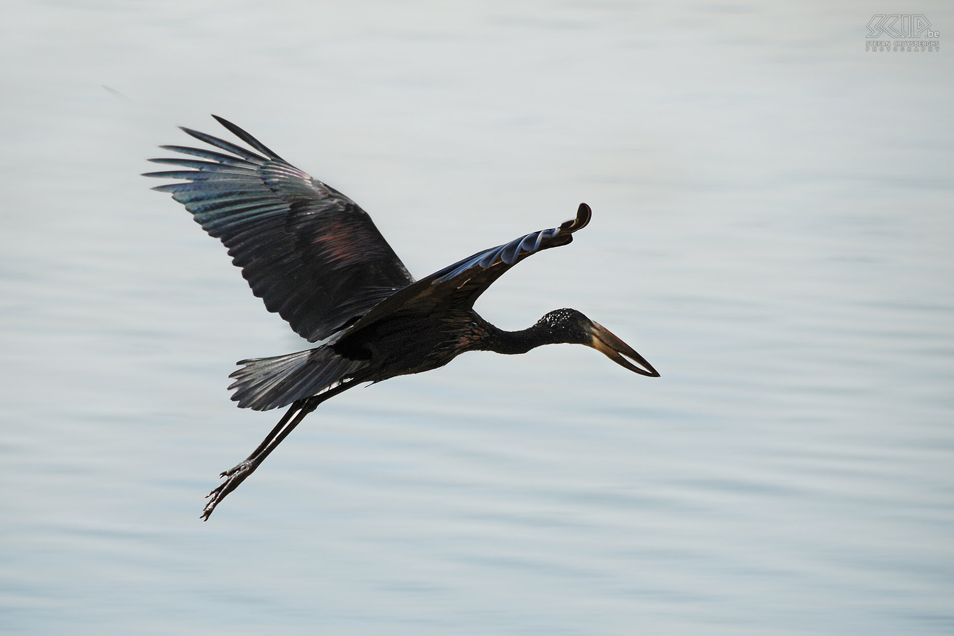 Ssese - Openbill stork We left Entebbe by ferry to set off to the Ssese islands on Lake Victoria, where the numerous birds are the main centre of attention. Beside the beach we saw an African Openbill stork. Stefan Cruysberghs